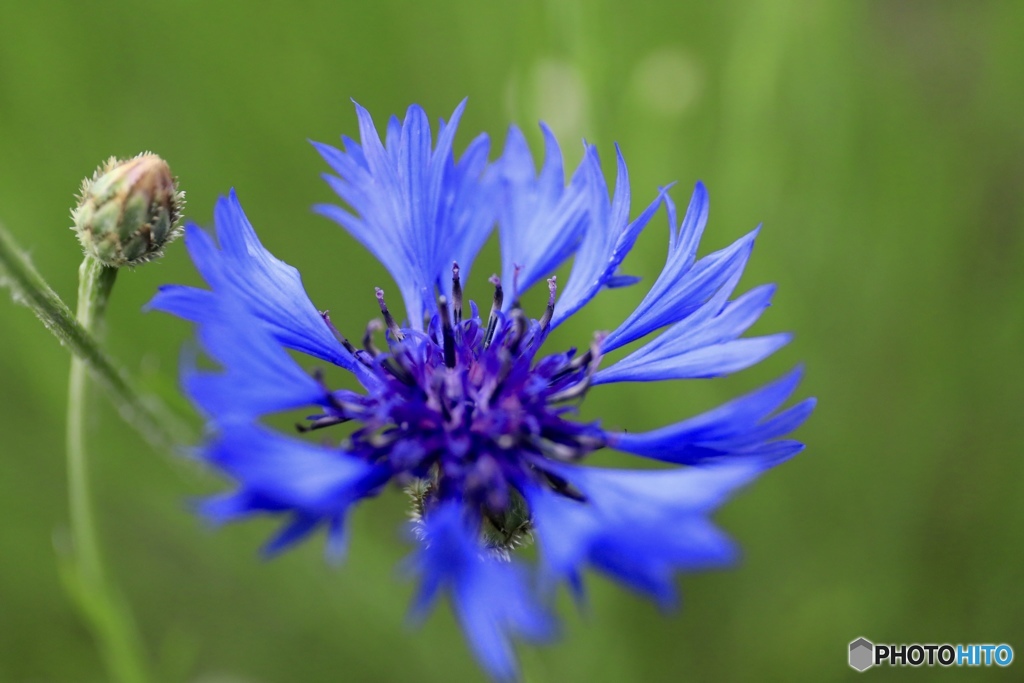 矢車草 blue