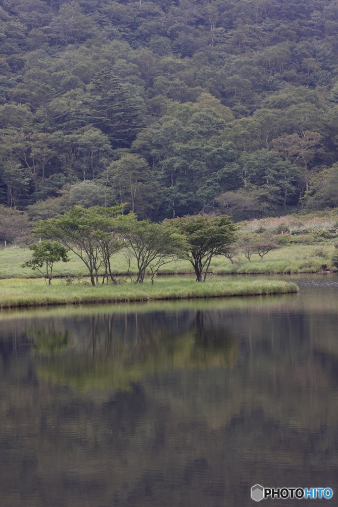 水面の木