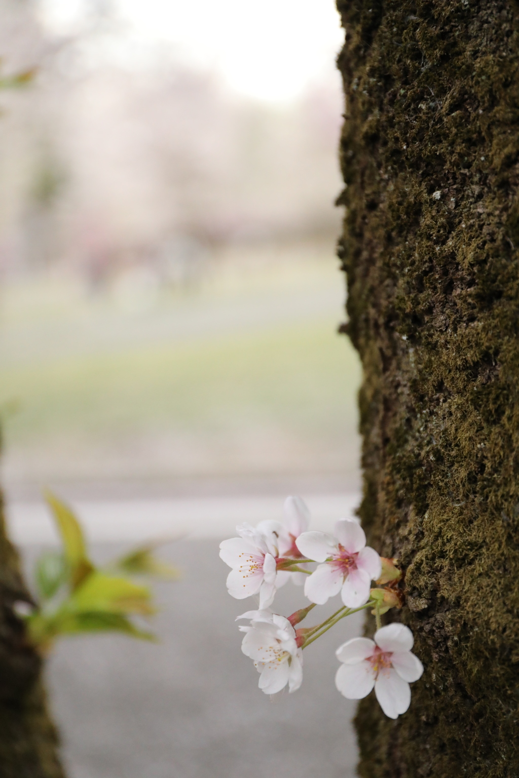 赤城南面千本桜5 〜それでも咲き誇る〜