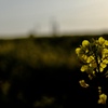 菜の花 いっぽん