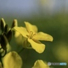 菜の花 一輪