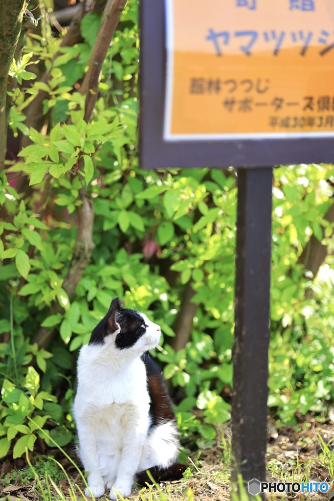 看板猫