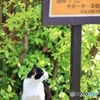 看板猫