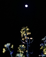 月見菜の花