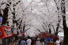 赤城南面千本桜2