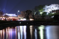 前橋公園 夜桜
