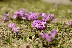 赤城南面千本桜3