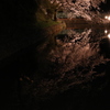 高崎城址 お堀 夜桜2