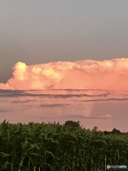 とうもろこし畑と積乱雲