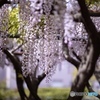 藤の名所