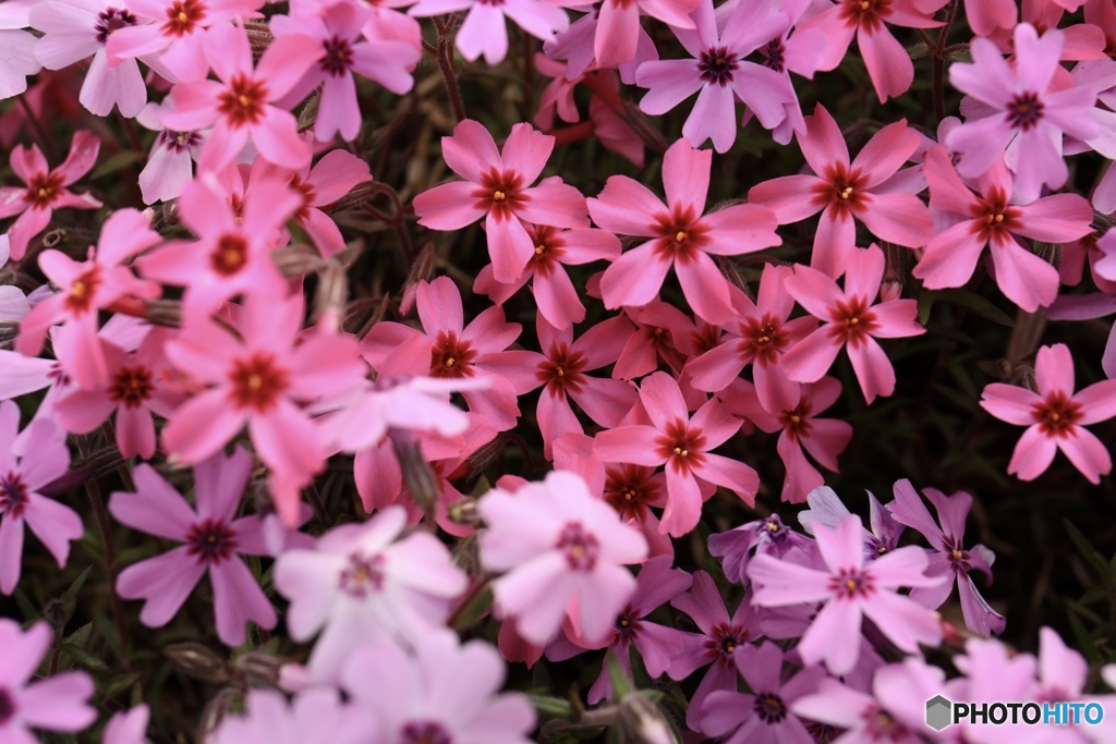 桜のあとは芝桜