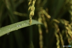 秋の長雨と稲穂