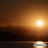 夕陽の方に去る白鳥