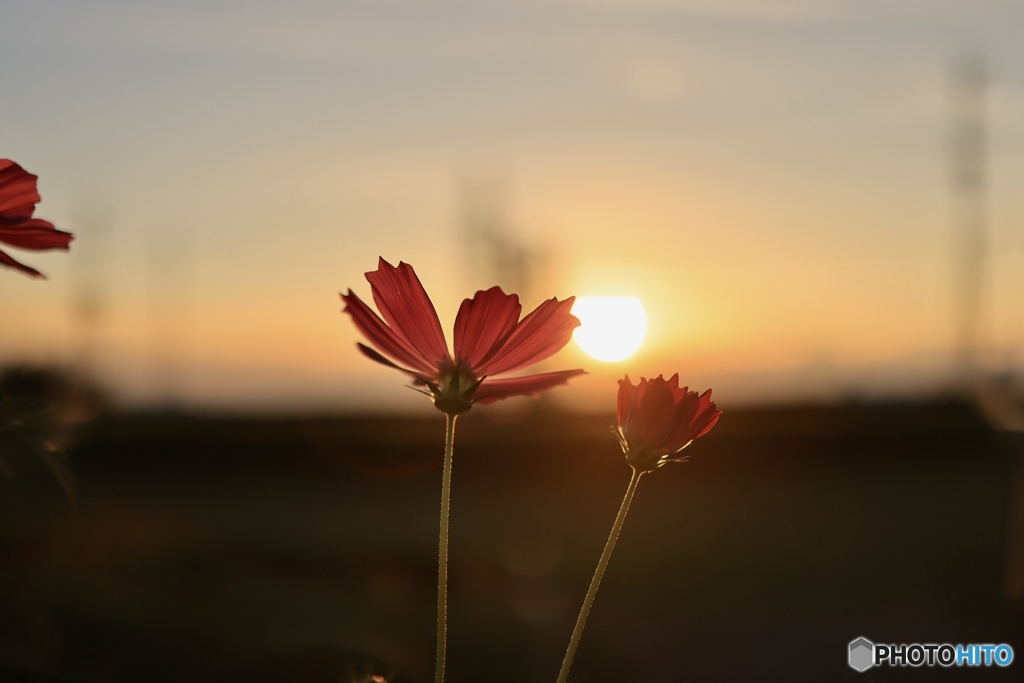 コスモスと夕陽