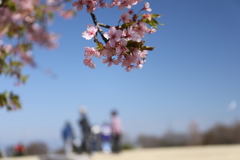 桜と丘と家族