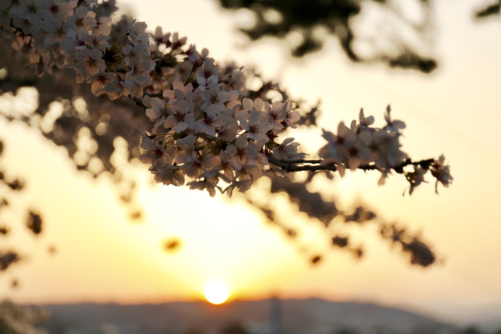 夕陽浴びる桜