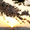 夕陽浴びる桜