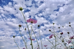 秋の空とコスモス