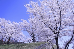 後閑城址公園 桜