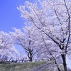 後閑城址公園 桜