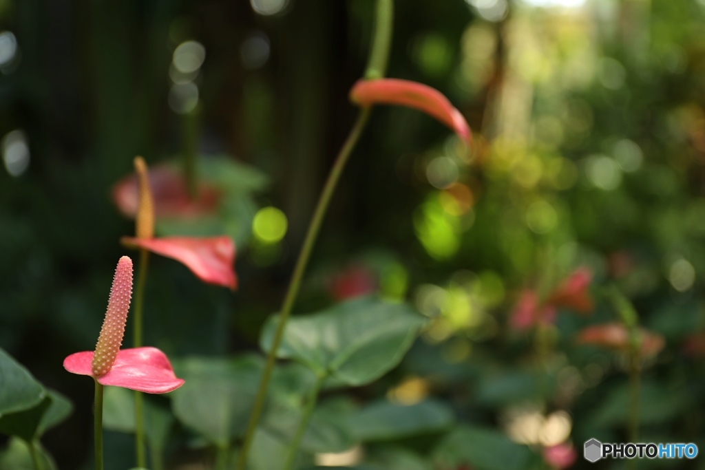 綺麗なピンクの植物　名前は知らない