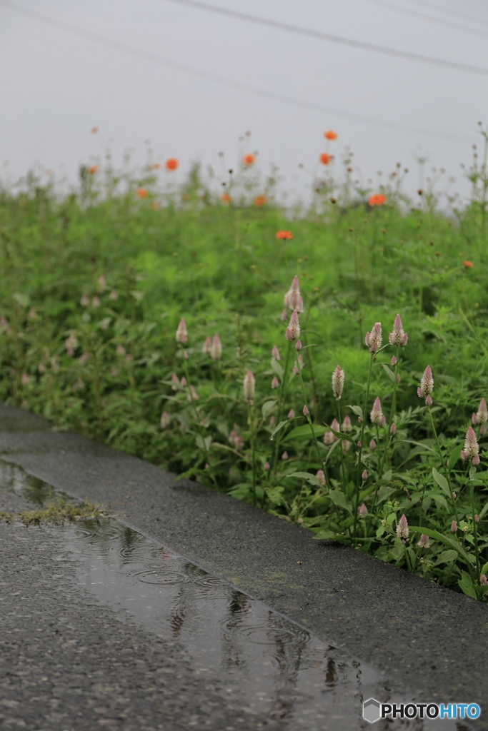 秋の長雨