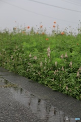 秋の長雨