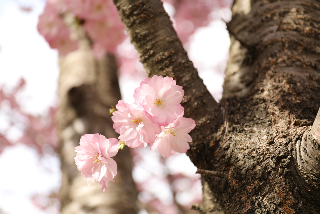 赤城南面千本桜6