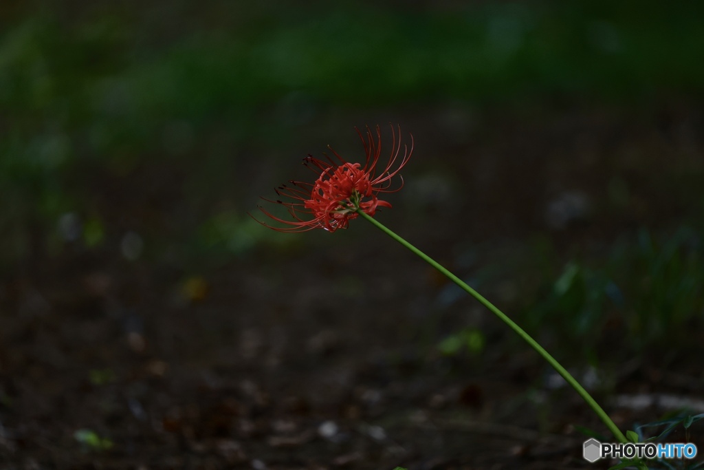 花火