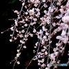 枝垂れ梅