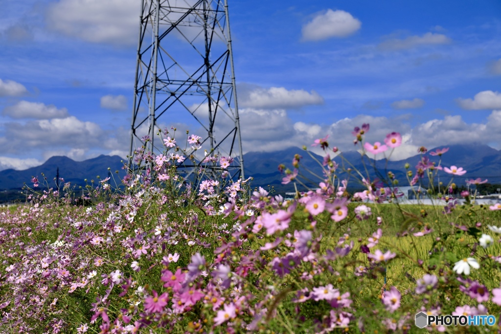 花の山