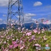 花の山