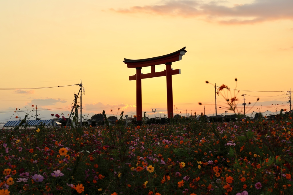 コスモスと夕焼け