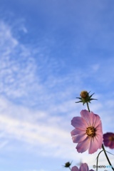 秋の空