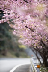 大分の河津桜