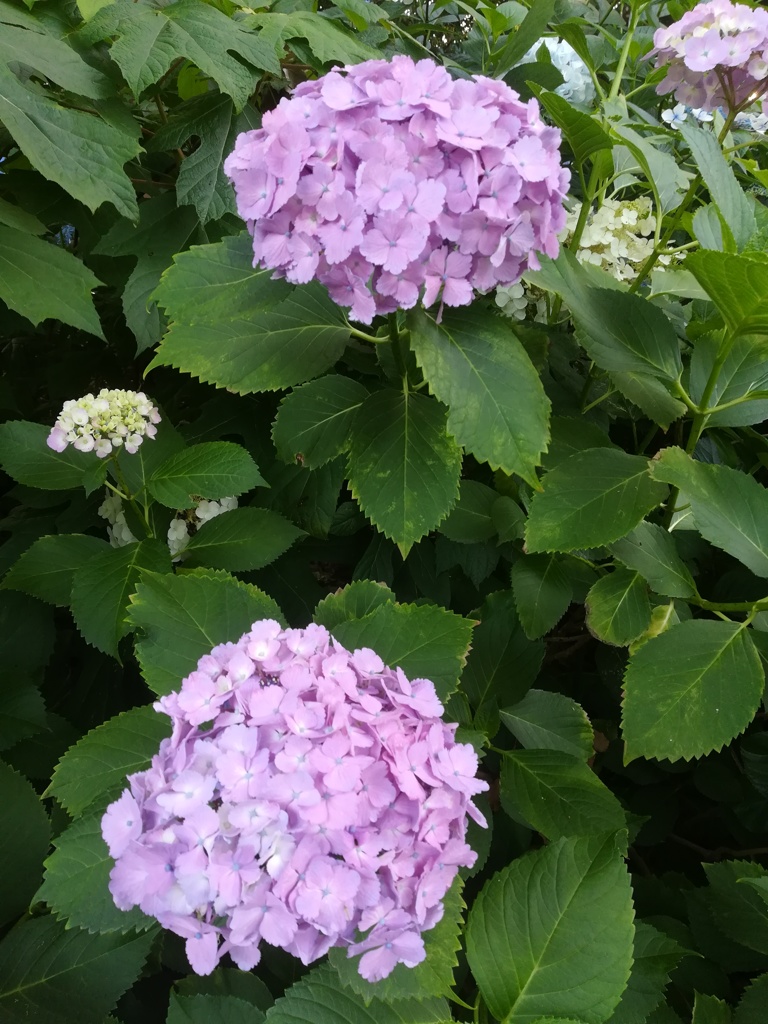 いろんな色の紫陽花