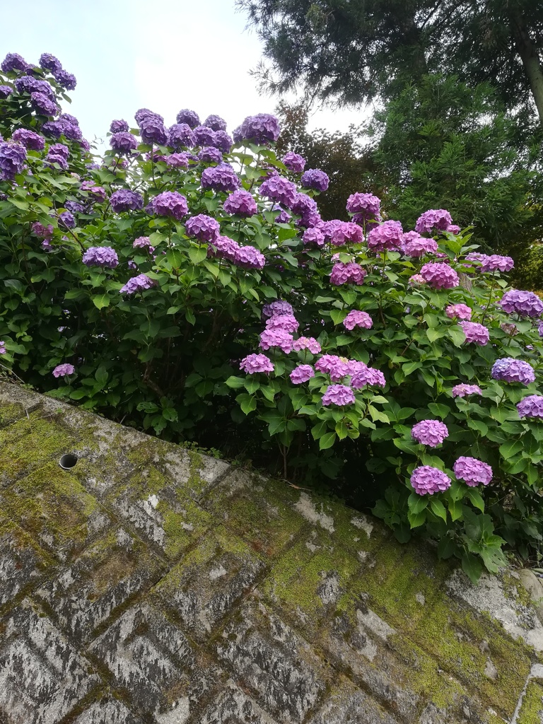 紫陽花