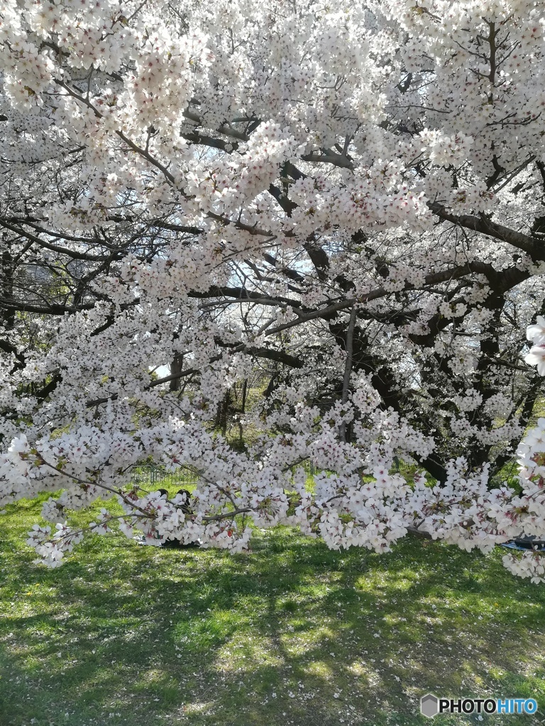 満開な桜に♪