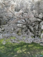 満開な桜に♪