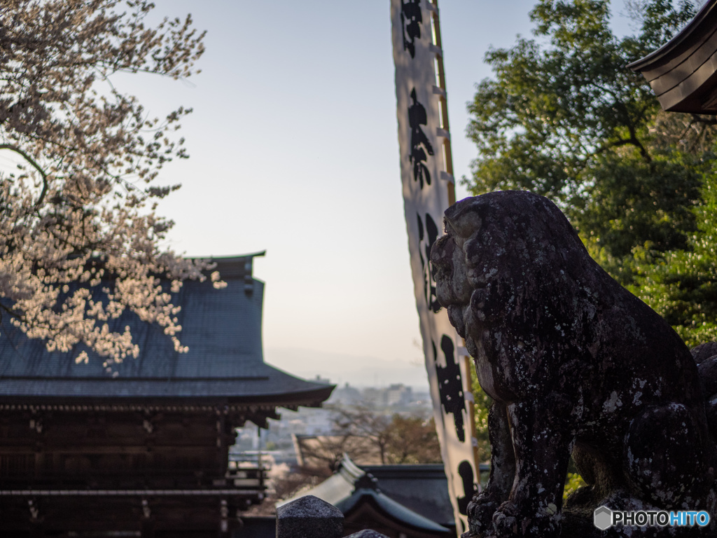 桜見る狛