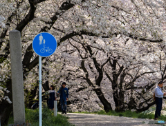 桜トンネル