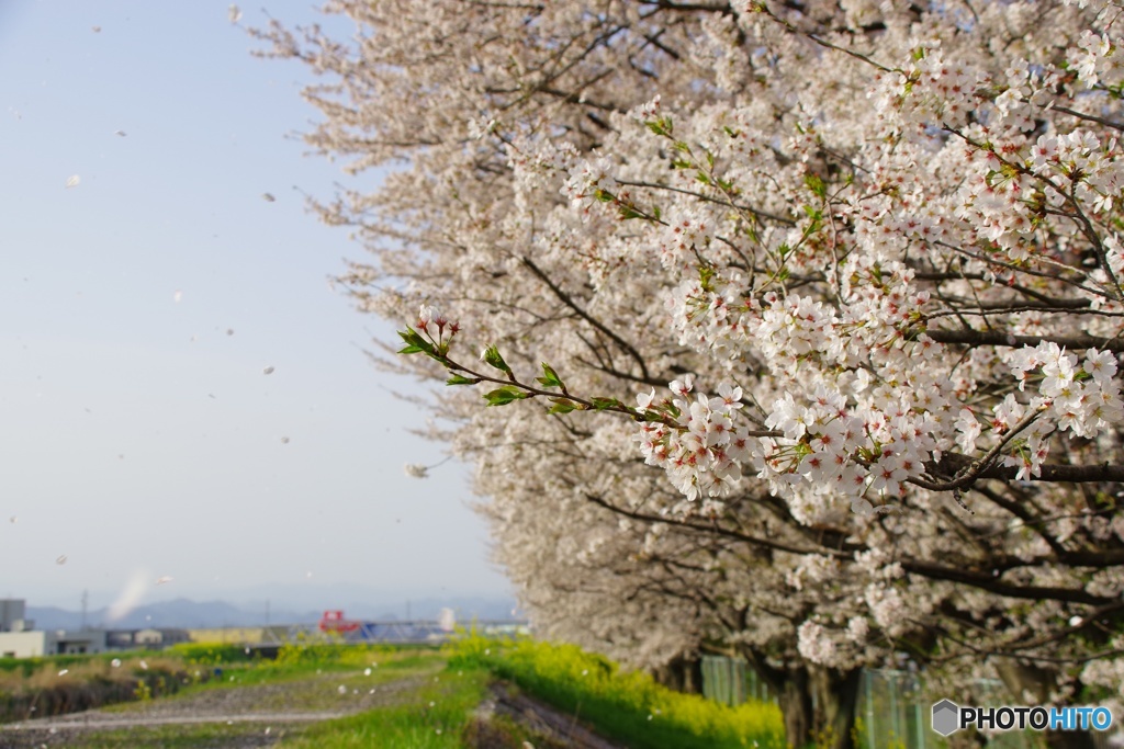 桜舞い散る