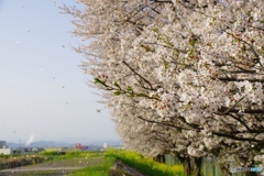 桜舞い散る