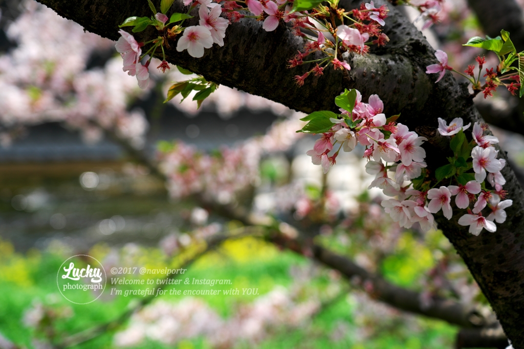 桜散菜花川