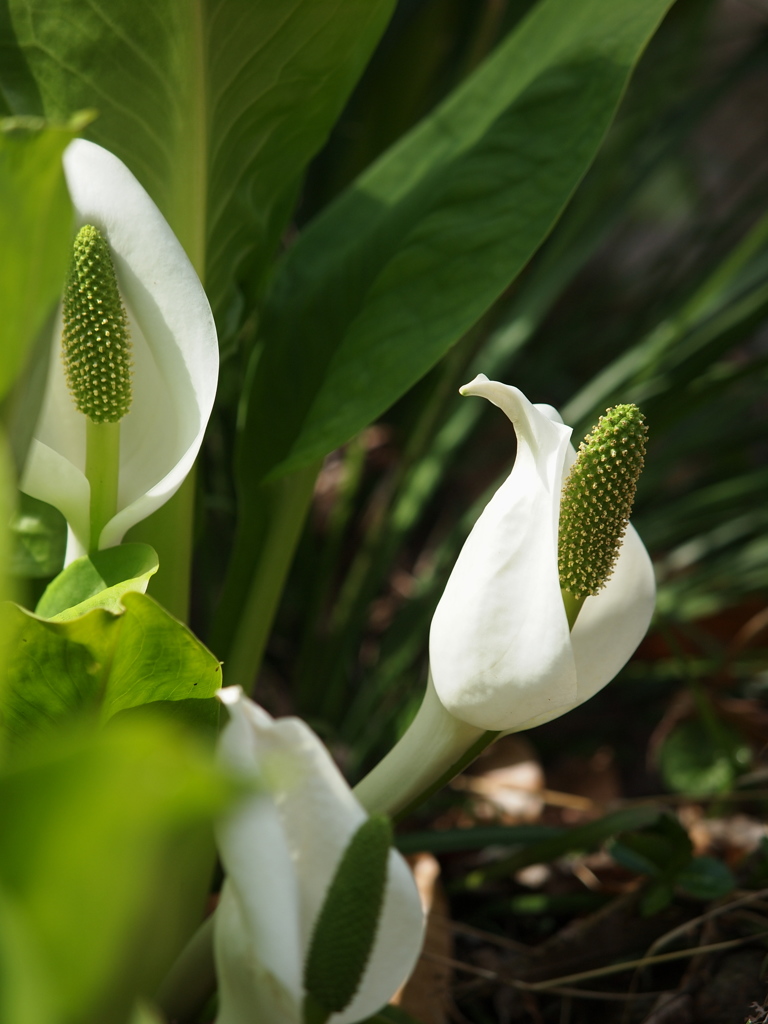 春咲く水芭蕉