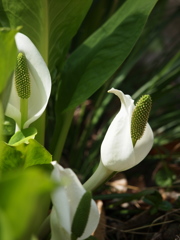 春咲く水芭蕉