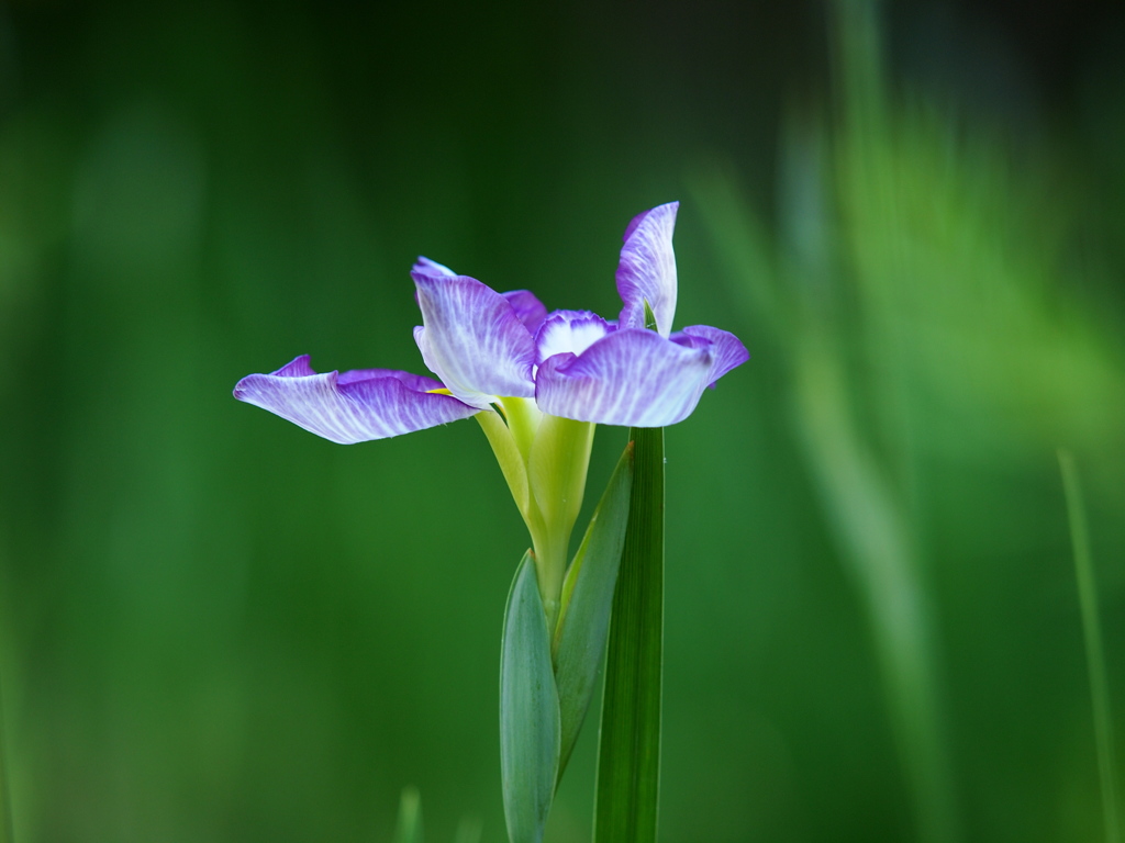 一輪の菖蒲