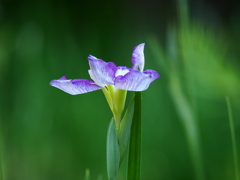 一輪の菖蒲