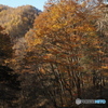 峠の秋彩
