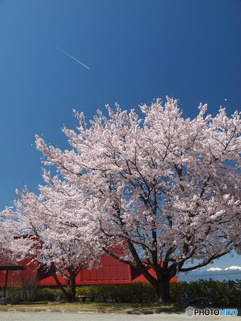 桜咲く風景
